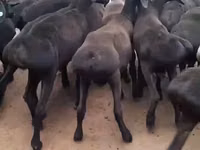 كبش, الأغنام — الصورة 2