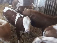 ІҚМ (топ, жынысы көрсетілмеген), Simmental cattle — 3-сурет