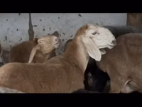 Carnero, Arashan sheep — foto 5