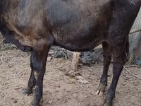 Cow, Swiss cattle — photo 6