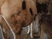 母牛, Holstein breed — 照片 2