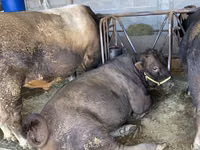Bulle, Swiss cattle — Foto 5