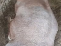 أغنام (دفعة، الجنس غير محدد), Arashan sheep — الصورة 1
