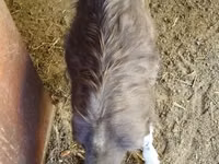 Cabro, Toggenburg goat — foto 3