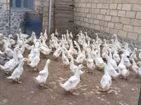 American Pekin — Foto 3