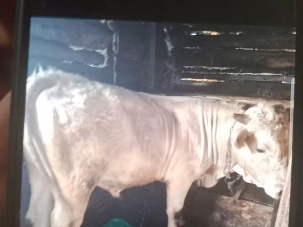 गाय, मवेशी — कज़ाखस्तान