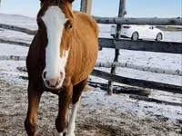 Stute, Thoroughbred horse — Foto 5