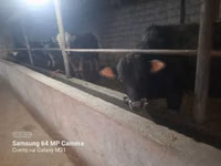 Bulle, Simmental cattle — Foto 4