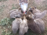 pato criollo doméstico — foto 3
