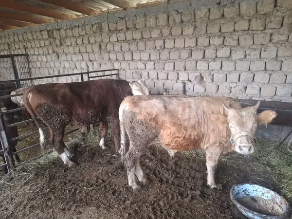 公牛, Cattle — 哈萨克斯坦