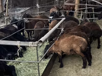 Ram, Sheep — photo 5