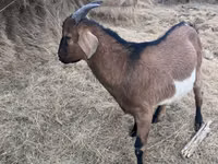 Ziegenbock, Alpine goat — Foto 1