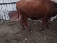 母牛, Cattle — 照片 3