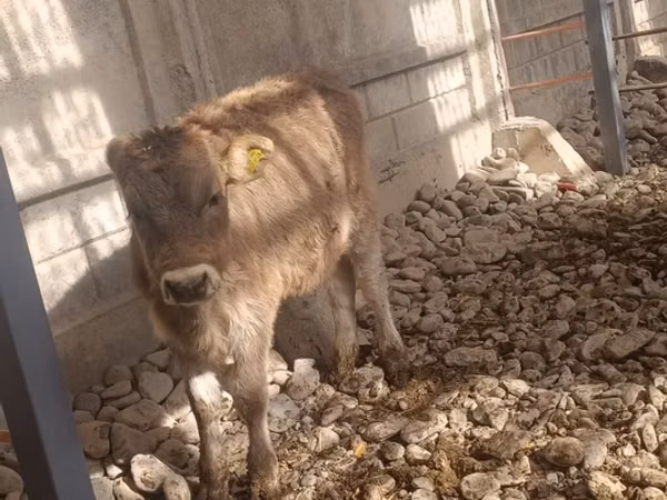 Уй, Швиц породу