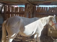 Horse (M), Horses — photo 8