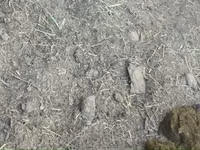 घोड़ा, घोड़े — फ़ोटो 3