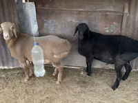 मेढ़ा, Hissar sheep — फ़ोटो 6