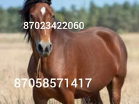Yegua, Caballos — foto 2