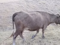 母牛, Cattle — 照片 5