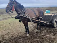 Mare, Horses — photo 3