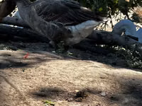 Geese — Foto 1