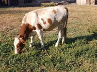 母牛, Swiss cattle — 照片 1