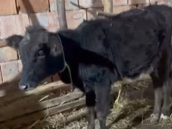 母牛, Cattle