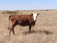 गाय, Latvian Blue cattle — फ़ोटो 2