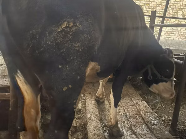公牛, Holstein breed — 吉尔吉斯斯坦