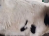 母牛, Cattle — 照片 1