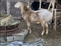 Carnero, Arashan sheep — foto 5