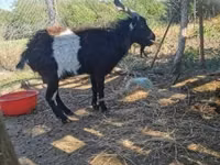 Ziegenbock, Pomellata goat — Foto 1