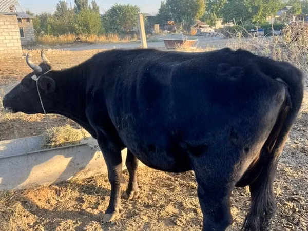 母牛, Cattle — 吉尔吉斯斯坦