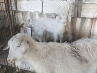 母山羊, Goats — 照片 3
