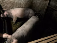 Säue, Schweine — Foto 3