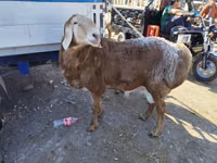 Ram, Arashan sheep — photo 5