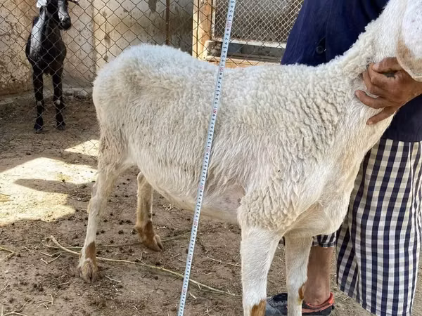 نعجة, Arashan sheep — أوزبكستان