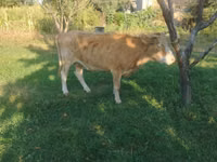 Sigir, Alatau zotі — 6-rasm