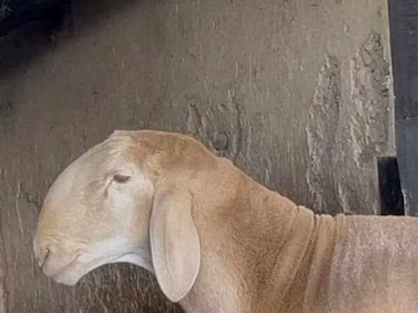 Қошқар, Arashan sheep