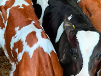 Rinder (Partie, Geschlecht nicht angegeben), Russian Black pied cattle — Foto 5