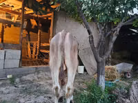 ثور, الماشية — الصورة 1