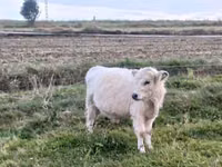 公牛, Galloway cow — 照片 1