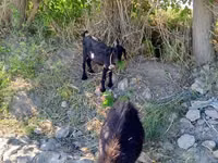 Cabra, Cabras — foto 1