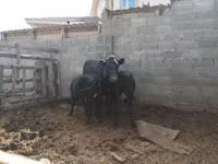 Sigir, Latvian Blue cattle — 1-rasm