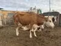 Сиыр, Simmental cattle — 7-сурет