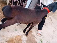 Widder, Hissar sheep — Foto 1