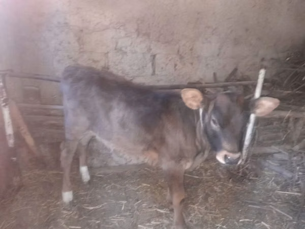 Buqa, Qoramol