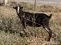 Теке, Alpine goat — 7-сурет
