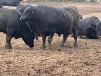 Bulle, Aberdeen-Angus — Foto 6