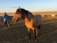 Hengst, Mugalzhar horse — Foto 7